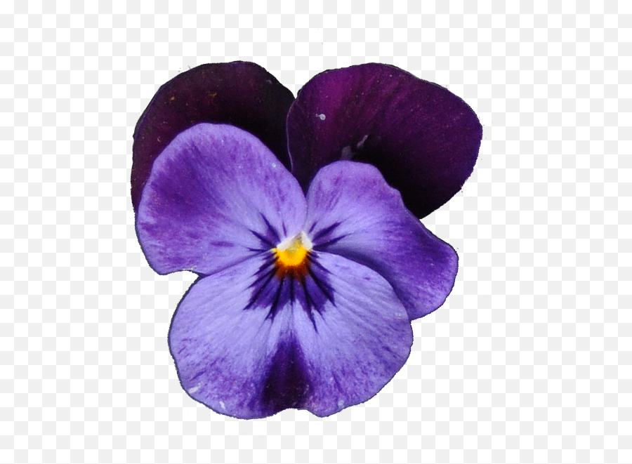 Stiefmuetterchenblaupng - Pansy,Ground Cover Png