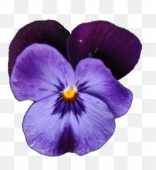 Stiefmuetterchenblaupng - Pansy
