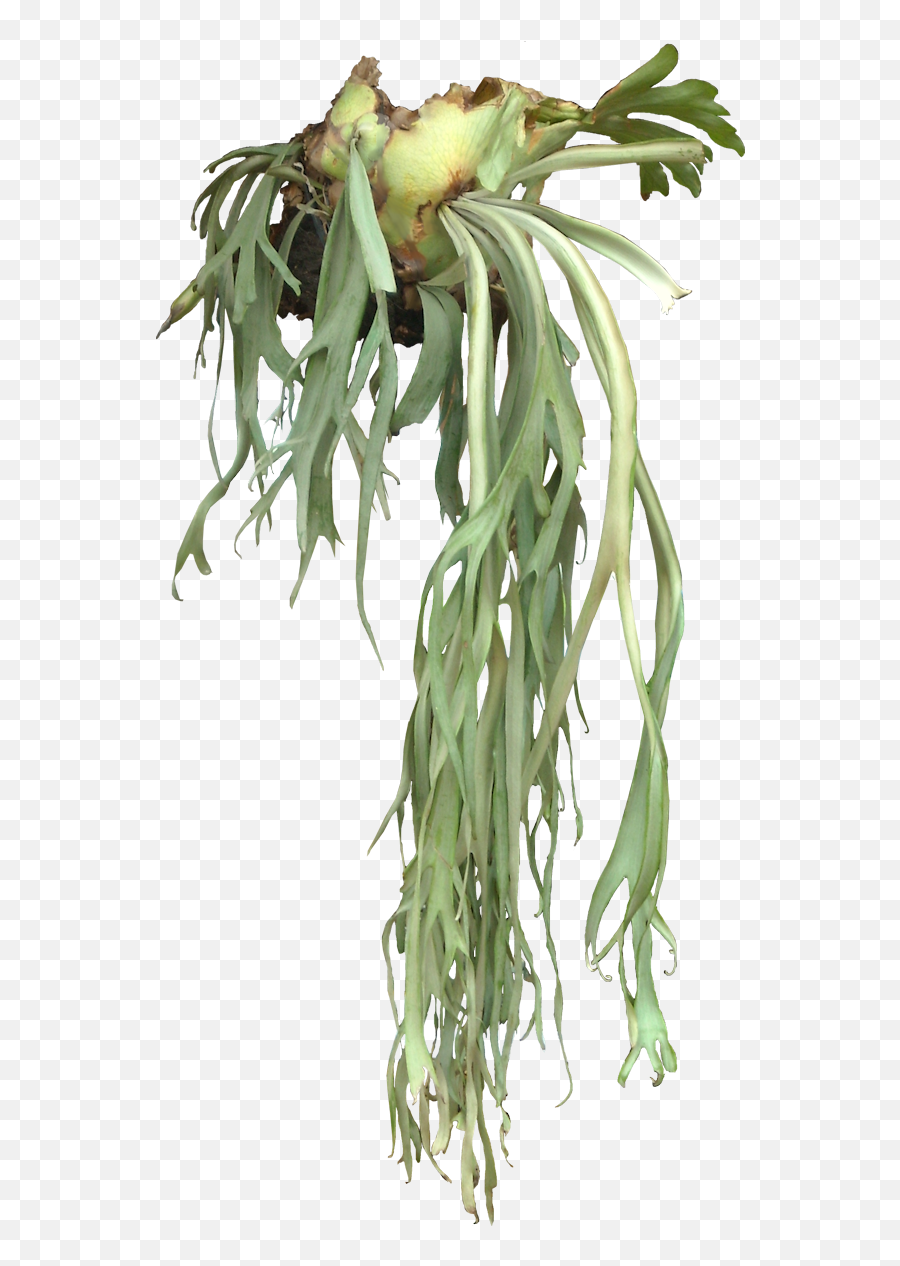 Staghorn Ferns - Staghorn Plant Png,Ferns Png