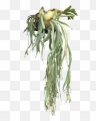 Staghorn Ferns - Staghorn Plant Png,Ferns Png