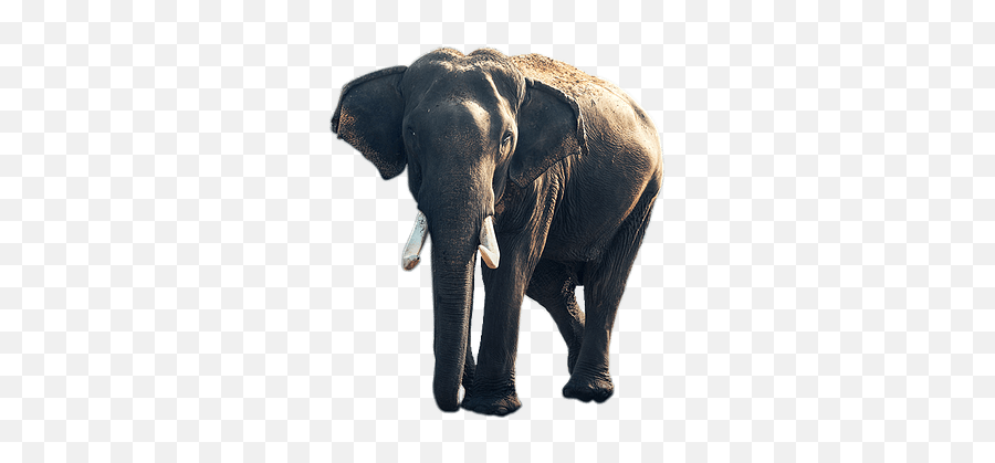 Elephant Old Transparent Png - Stickpng Elephant Background Hd Iphone 6,Tusk Png