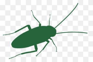 Cockroaches U2014 Addison Pest Control The Bed Bug Experts - Beetle Png,Cockroach Png