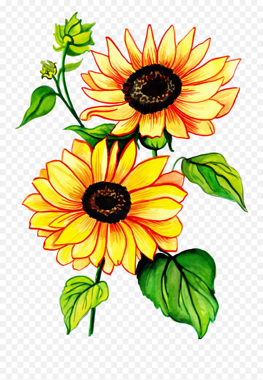 Sunflower Clipart - Full Size Clipart 5350447 Pinclipart Fresh Png,Sunflower Clipart Png