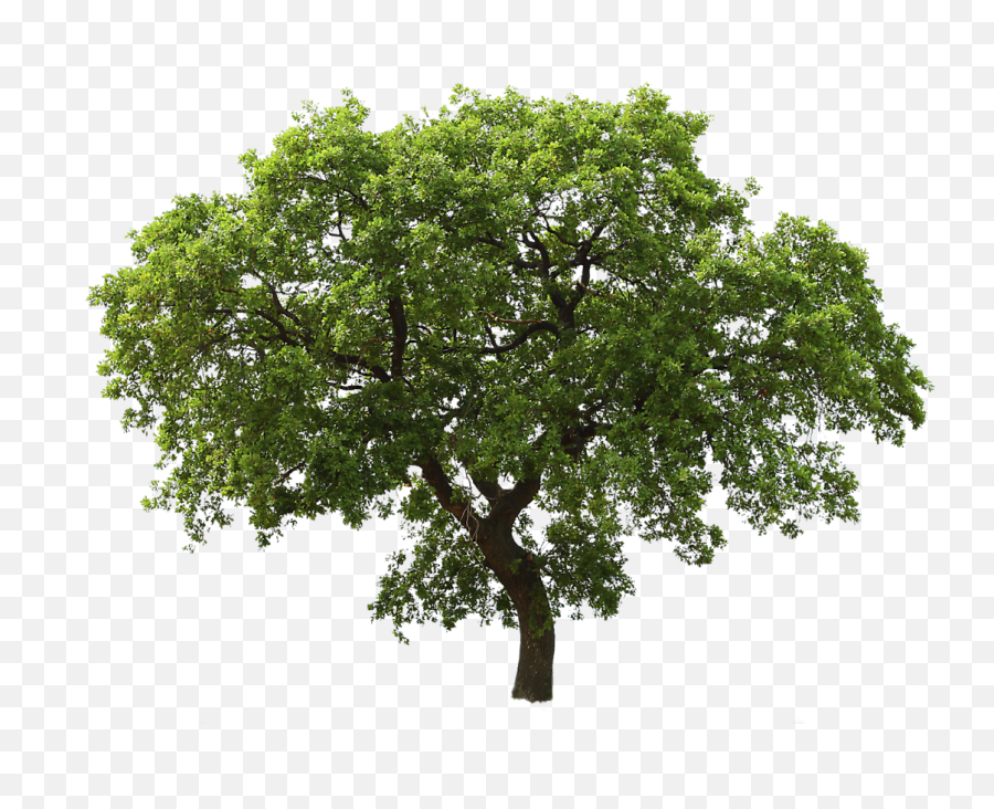 20 Tree Png Images For - Oak Tree Transparent Background,Tree Png