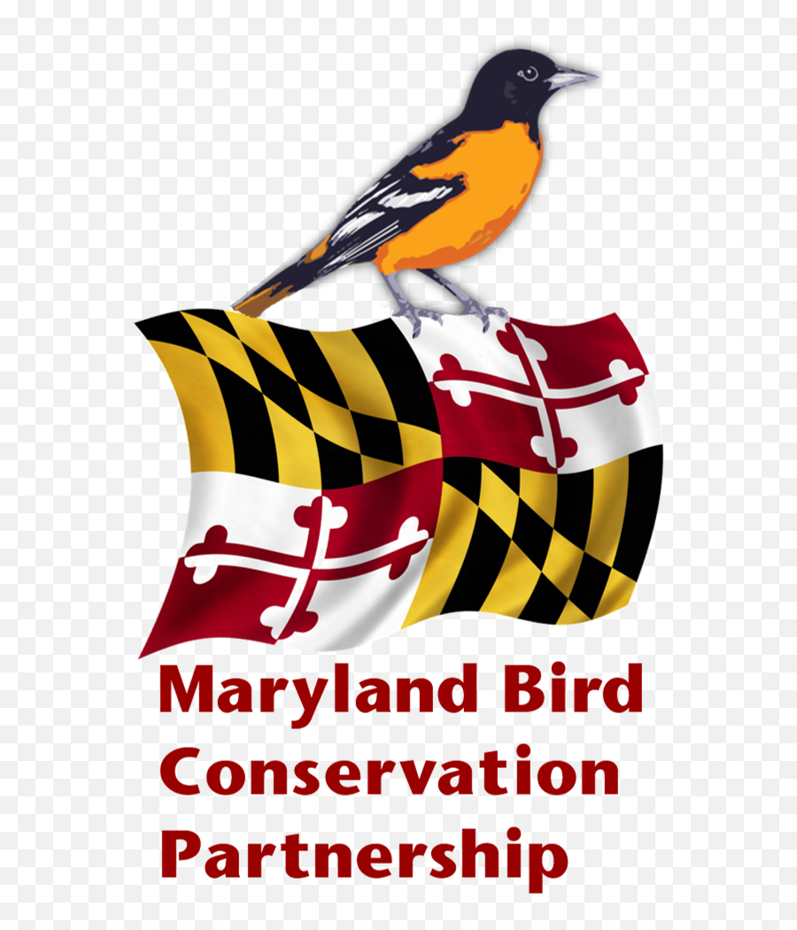 Maryland Bird Conservation Partnership - Maryland State Flag Png,Orioles Logo Png