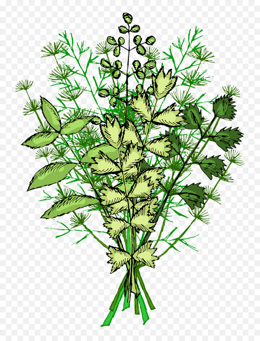 Herbs Herb Spices - Free Image On Pixabay Daucus Png,Herb Png