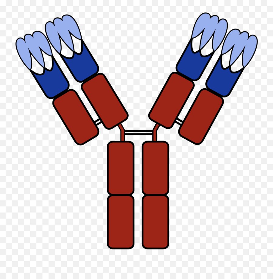 Fileantibody With Cdrssvg - Wikipedia Transparent Antibody Clipart Png,Antibody Png