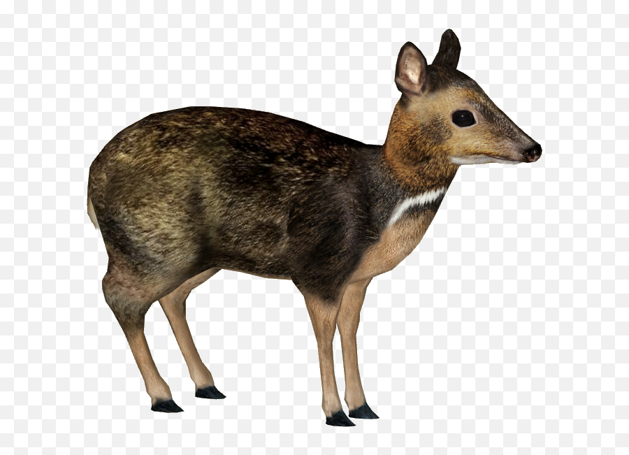 Download Philippine Mouse - Deer Philippine Mouse Deer Png Philippine Mouse Deer Png,Mouse Animal Png
