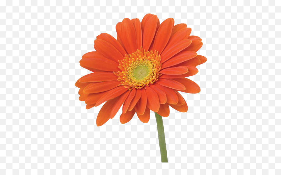 Vavasseur Fleur - Caring For Your Flowers Orange Flower On Stem Png,Flower Stem Png