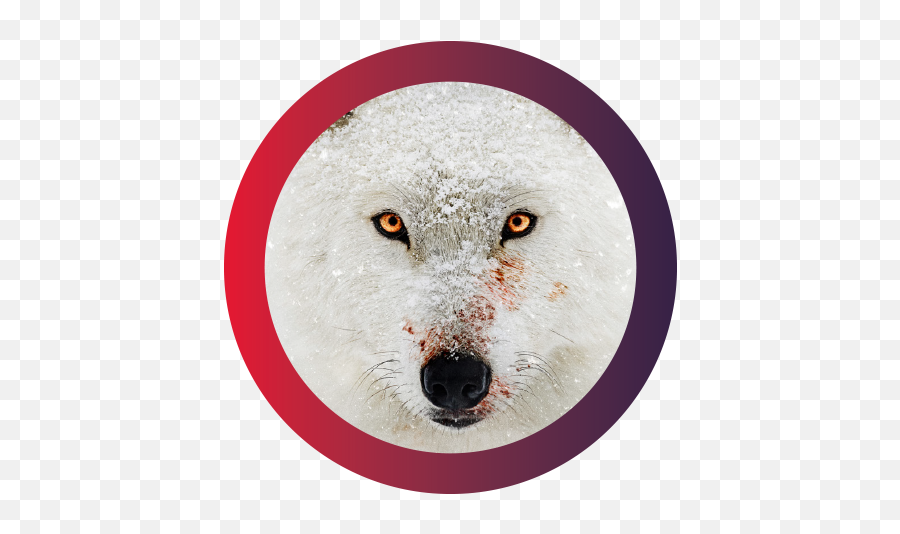 Stars We Never Knew Could Sing - Polar Bear Png,Taron Egerton Gif Icon