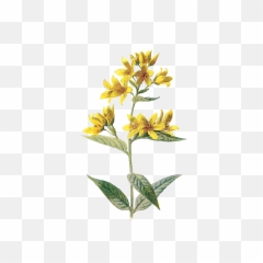 Flowers Png Tumblr - aesthetic nichememes Yellow Flower Aesthetic Transparent