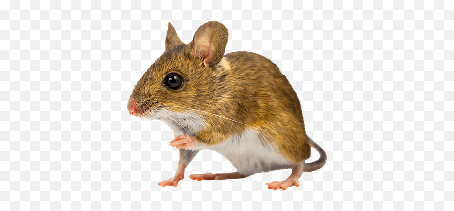 Mouse Png Photos - Transparent Brown Mouse,Mouse Png
