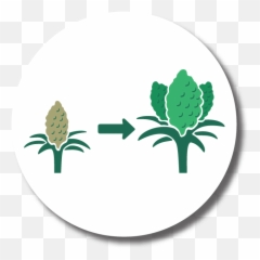 Full Circle Microbes - Language png