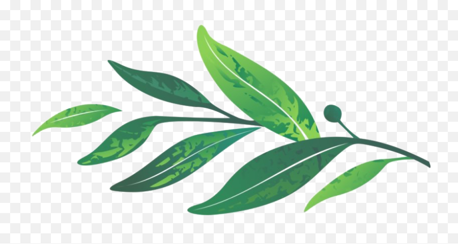 Leaves Png Transparent Image - Laurel Leaf Clipart Png,Leaf Png