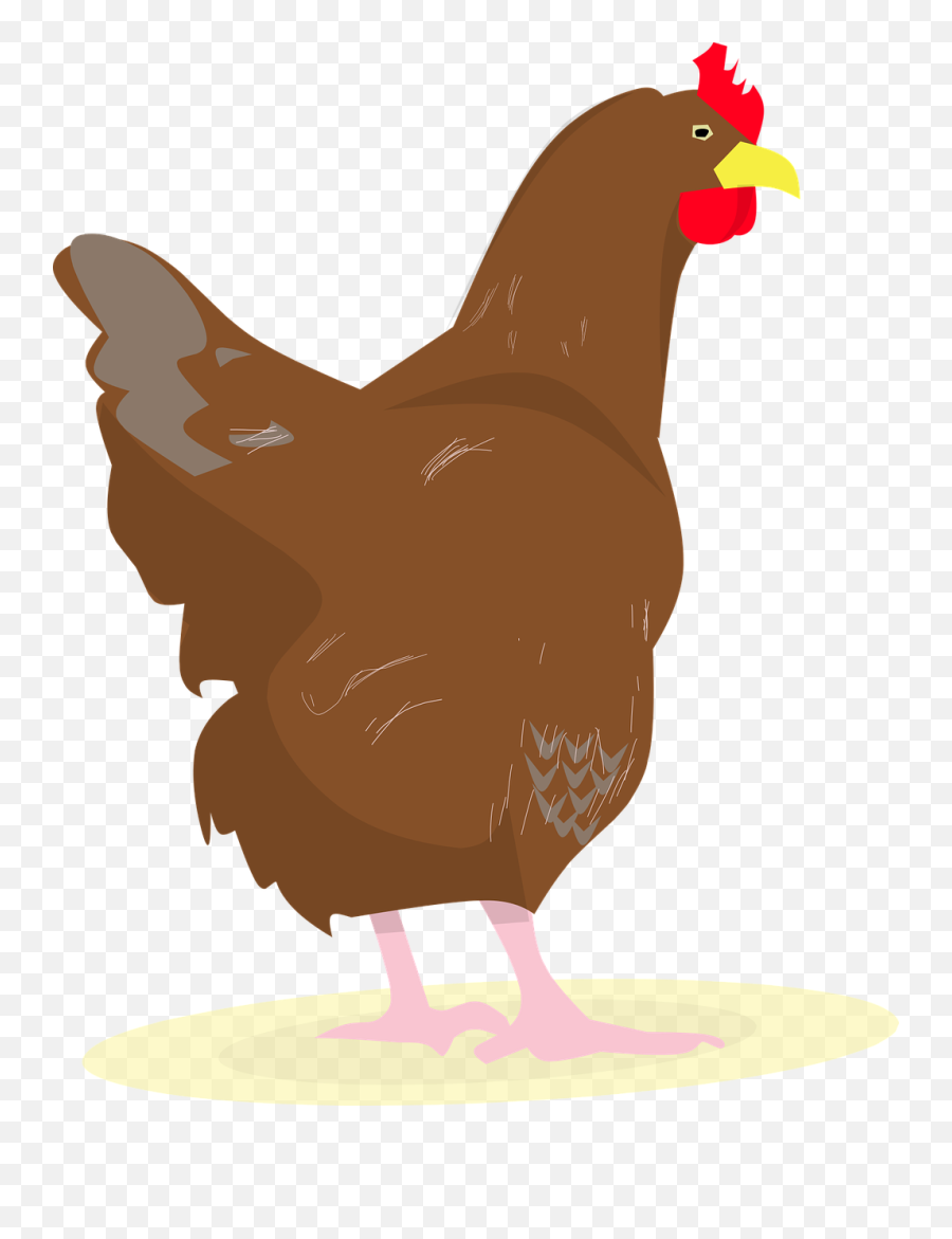 Chick White Hen Hens Party - Chicken Png,Chicken Transparent