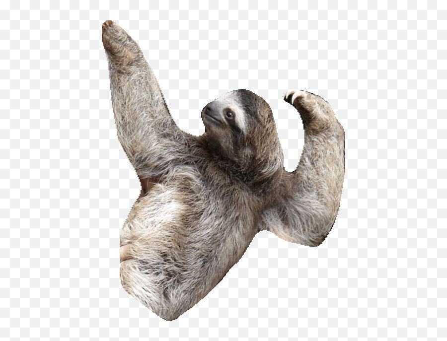 Sloth Clipart Transparent - Sloth Gif No Background Png,Sloth Transparent Background