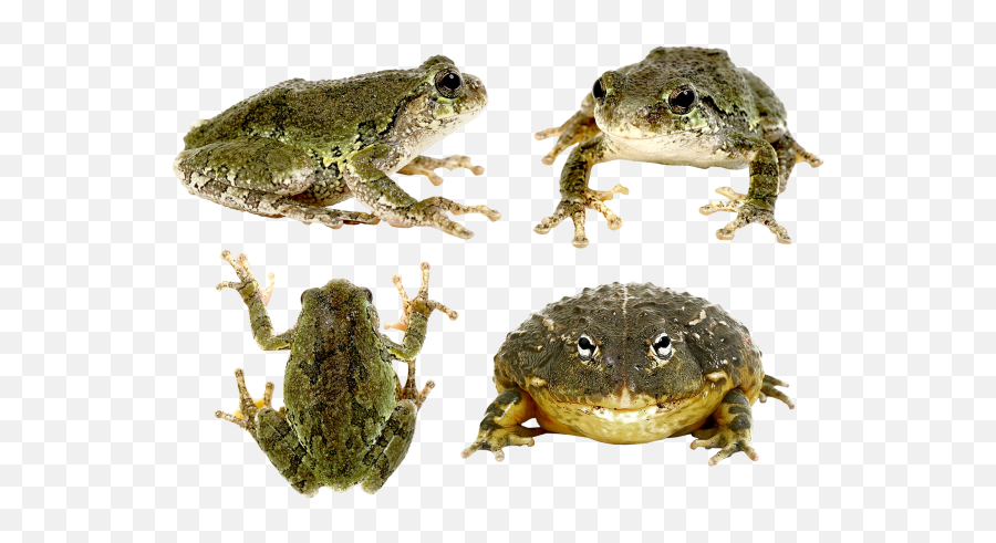 Frog Png Transparent Background Image For Free Download 11 - Portable Network Graphics,Frog Transparent Background