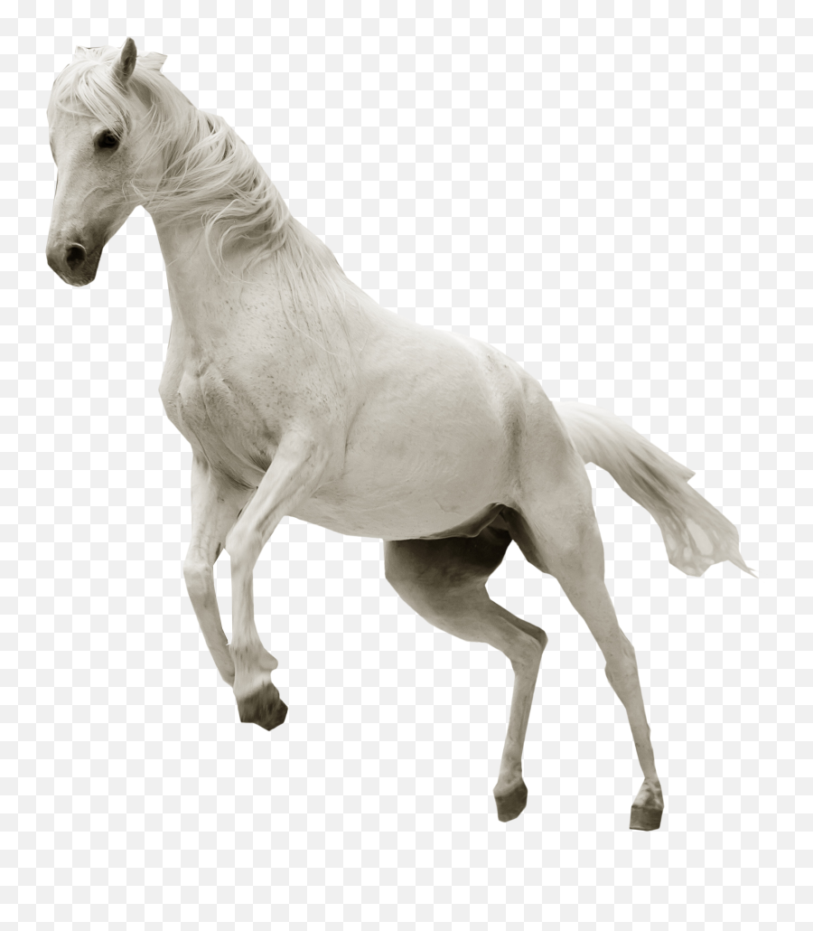 White Horse Transparent Background - White Horse No Background Png,Horse Transparent Png