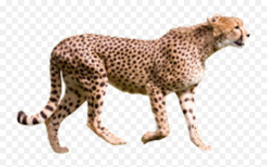 Free Transparent Png Images On Cheetah