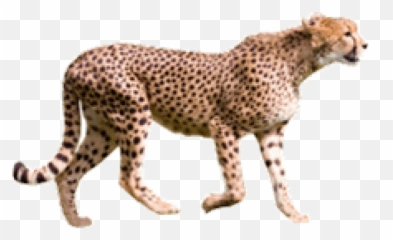Free Transparent Png Images On Cheetah
