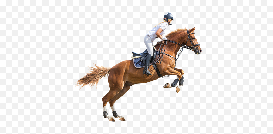 Horse Riding Png Transparent Image 12 - Free Transparent Transparent Horse Riding Png,Horse Transparent Background