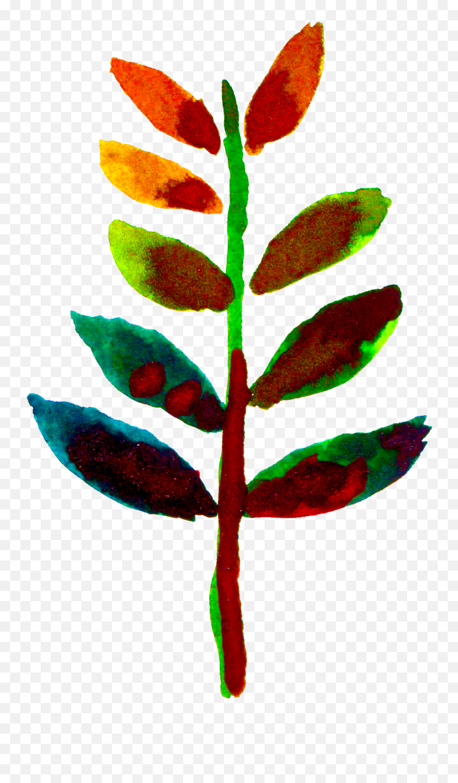 Sugi - Flower Png,Planting Png