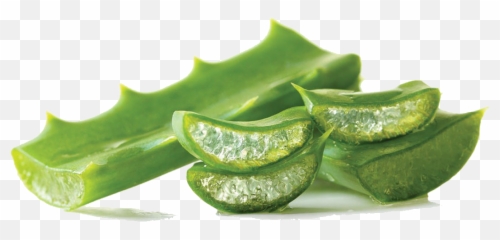 free transparent aloe png images page 1 pngaaa com free transparent aloe png images page