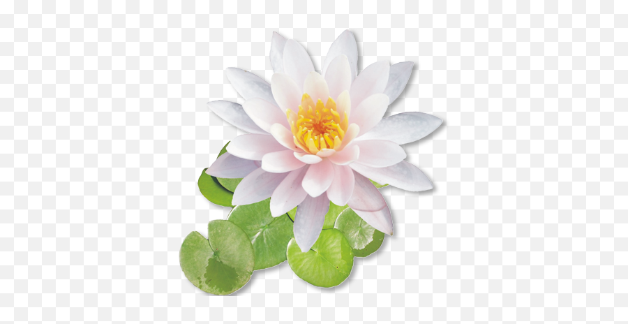 White Lotus Flower Png - Shri Ram On Lotus Flower,Lotus Flower Png