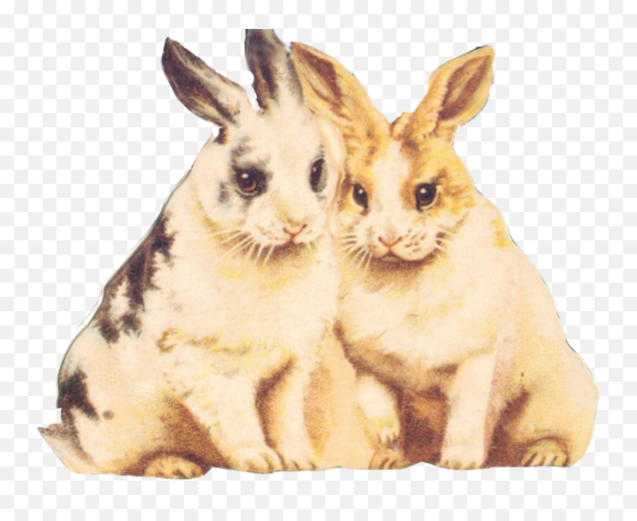 Download Rabbit Clipart Fur - Clip Art Png,Bunnies Png