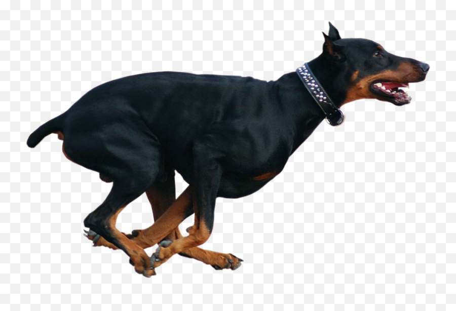 Doberman Dog - Doberman Pinscher Blue Png,Doberman Png