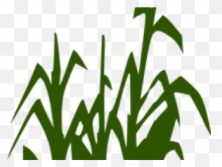 Corn - Clipart Black And White Corn Stalks Png,Corn Stalk Png