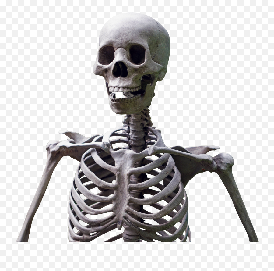 Skeleton Png - Skeleton Png,Skeleton Png Transparent