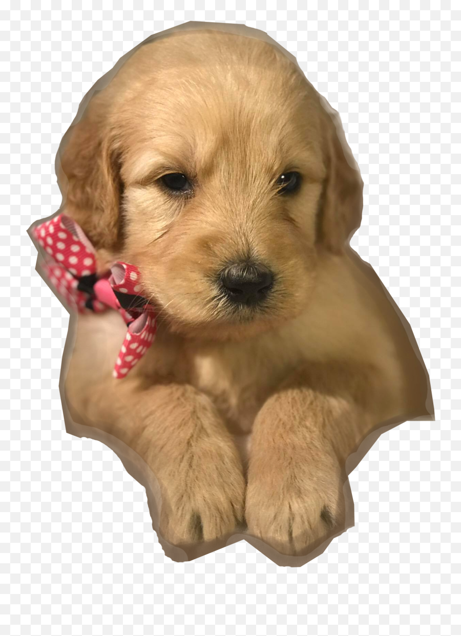 Goldendoodle Png - Golden Retriever 2876229 Vippng Companion Dog,Golden Retriever Png