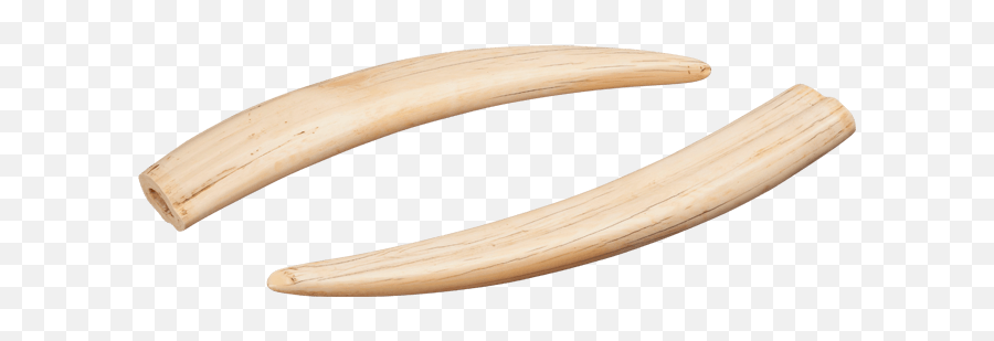 Peter Petrou Works Of Art Natural History - Walrus Tusk Png,Tusk Png