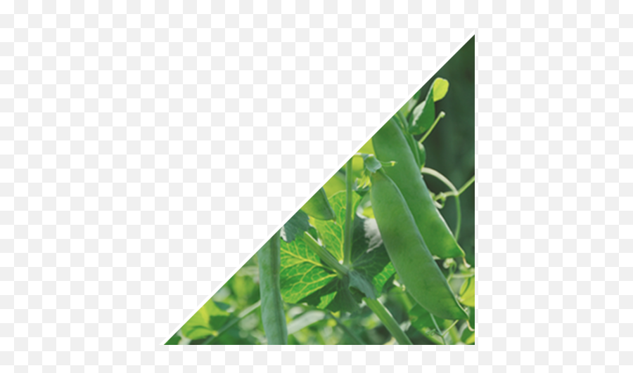 Guide To Plant Plate Gardeneru0027s Supply - Snap Pea Png,Growing Plant Png