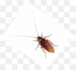 Download Hd Fancy Halloween Party Decorative Horror Bug - Beetle Png,Cockroach Png