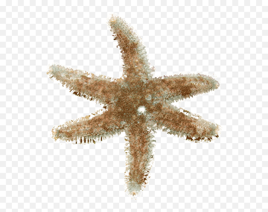 Index Of Infobahnimages - Soft Png,Starfish Png