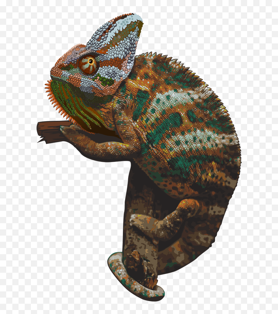 Download Chameleon Picture Hq Png Image Freepngimg - Transparent Background Chameleon Png,Iguana Transparent Background