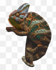Download Chameleon Picture Hq Png Image Freepngimg - Transparent Background Png