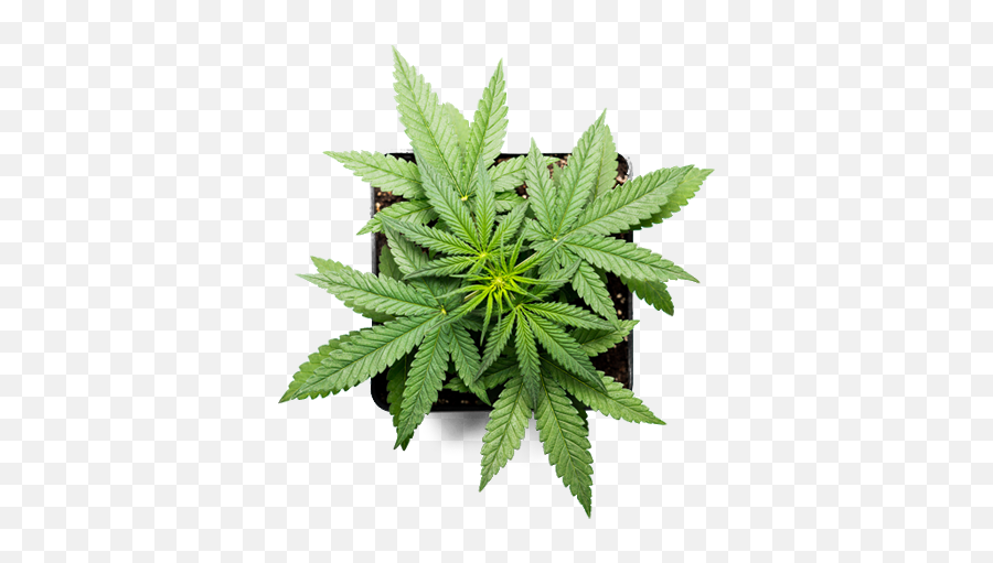 About Elixinol 25 Years In Hemp Cbd Product Experts - Growing Marijuana Png,Hemp Leaf Png