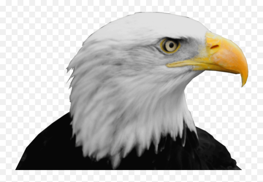 Eagle Png 25 Image Download Vector - Bald Eagle Png Head,Spread Eagle Icon