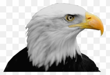 Eagle Png 25 Image Download Vector - Bald Png Head