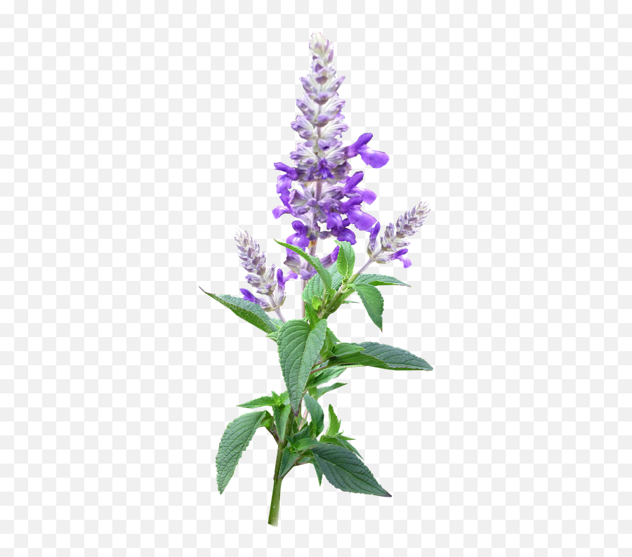 Flower Stem Purple Cut - Free Photo On Pixabay Purple Flower Stem Png,Flower Stem Png