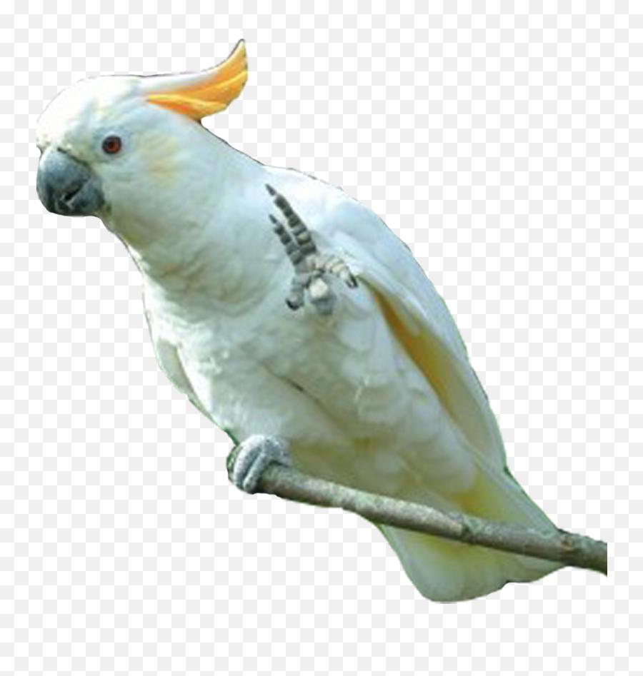 Png Parrot Photo 22817 - Free Icons And Png Backgrounds White Cockatoo Png,Parrot Transparent Background