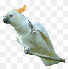 Png Parrot Photo 22817 - Free Icons and Backgrounds White Cockatoo Png