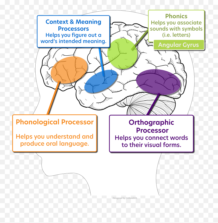 What Is The Science Of Reading U2014 Txreads - Science Of Reading Brain Png,Orthographic Icon