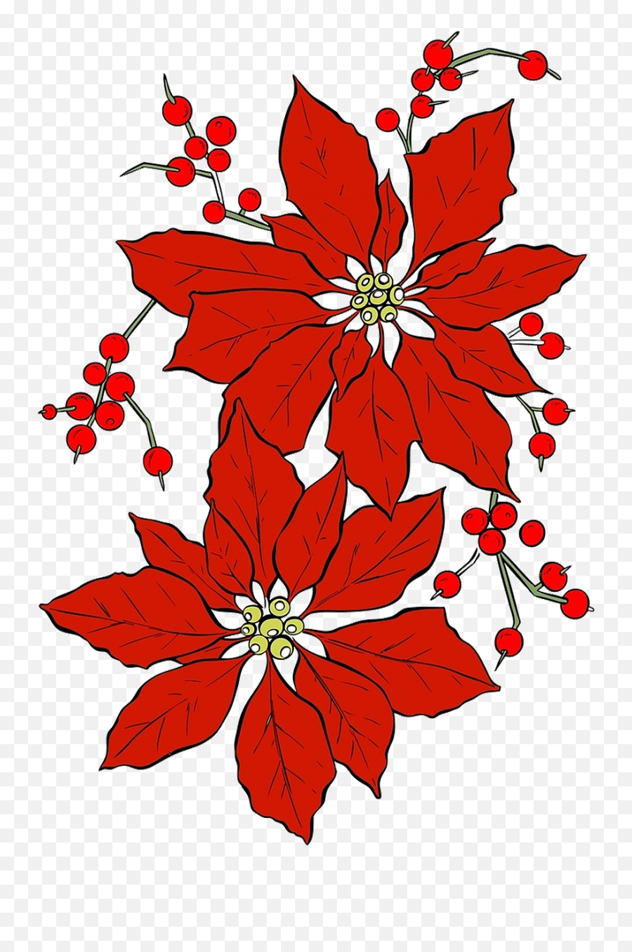 Poinsettia Christmas Red Flower Png