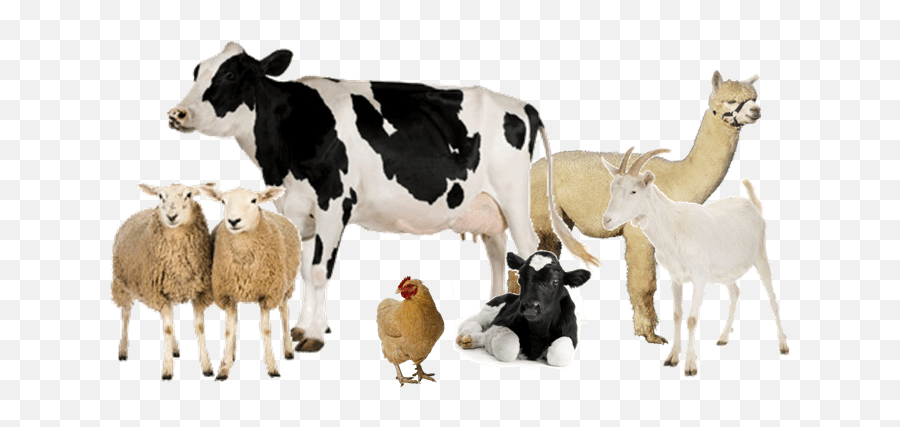 Download Group Of Farm Animals - Cow White Background Full Cow White Background Png,Cow Transparent Background
