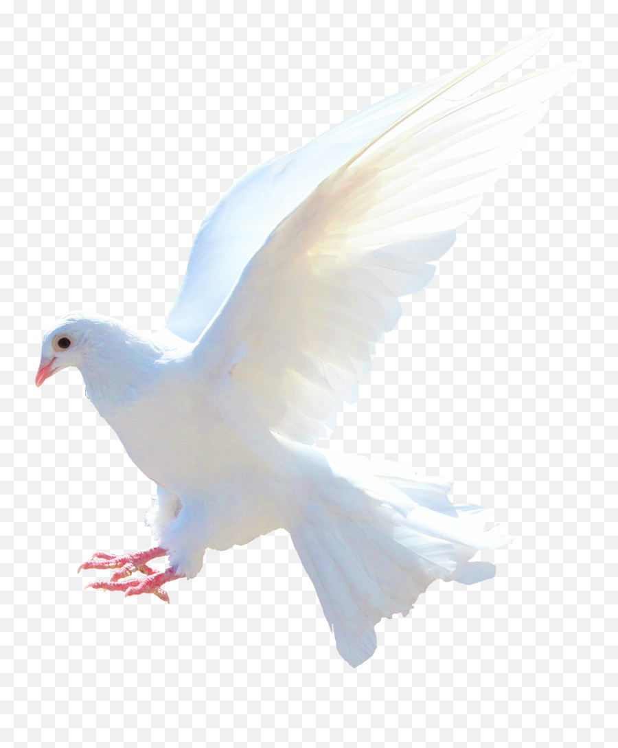 Dove Bird Png Transparent Group - Ecmaiou003c,Fire Eyes Png