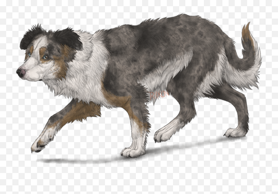 Border Collie By Riixon - Border Collie Drawing Anime Png,Border Collie Png